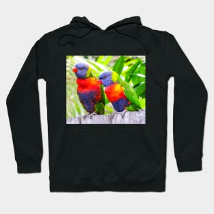 Rainbow Lorikeets Hoodie